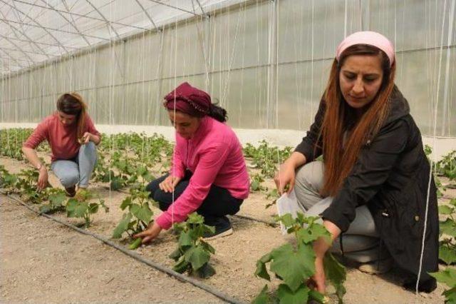 Hakkari'nin Seracı Kadınları