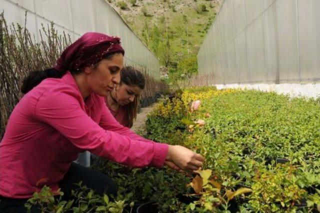 Hakkari'nin Seracı Kadınları