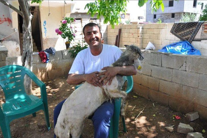 (özel Haber) Koyunun Kulağında İkinci Bir Ağız Olduğu Ortaya Çıktı G2