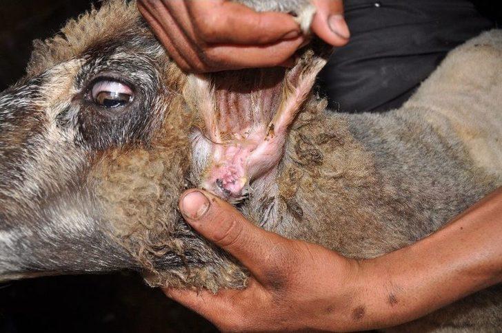 (özel Haber) Koyunun Kulağında İkinci Bir Ağız Olduğu Ortaya Çıktı G4