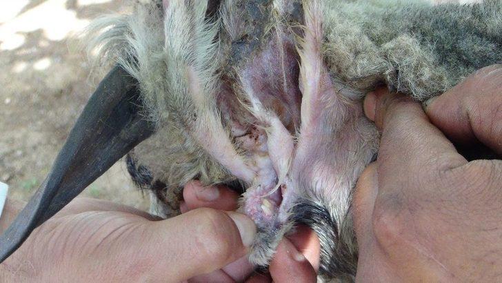 (özel Haber) Koyunun Kulağında İkinci Bir Ağız Olduğu Ortaya Çıktı G5