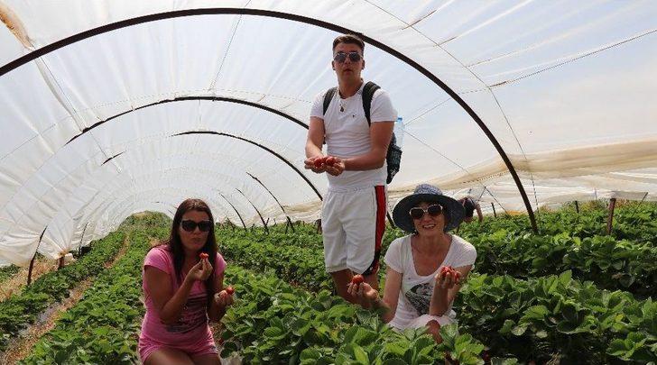 Çilek Seraları Ve Meyve Bahçeleri Turistlere Açıldı G2
