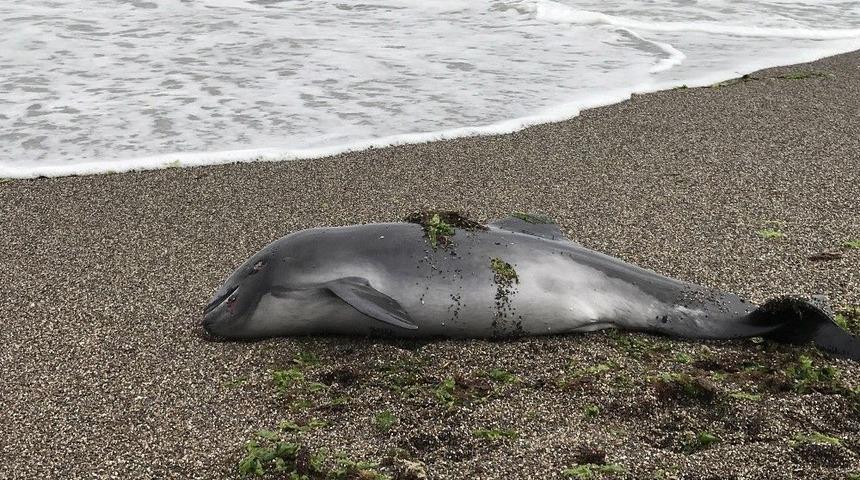 Sahile Ölü Yunus Balığı Vurdu