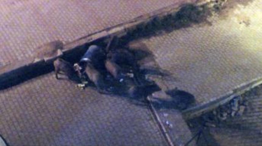 Tunceli&rsquo;de Yaban Domuzları &Ccedil;&ouml;plere Dadandı