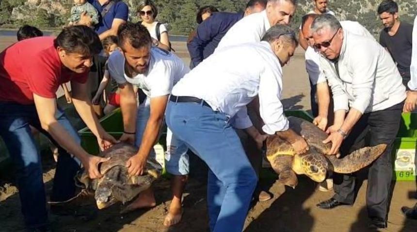 İyileşen 5 Deniz Kaplumbağası Denize Salındı