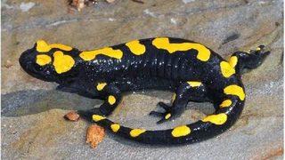 Elazığ'da Nesli Tükenmekte Olan Türk Semenderi Bulundu