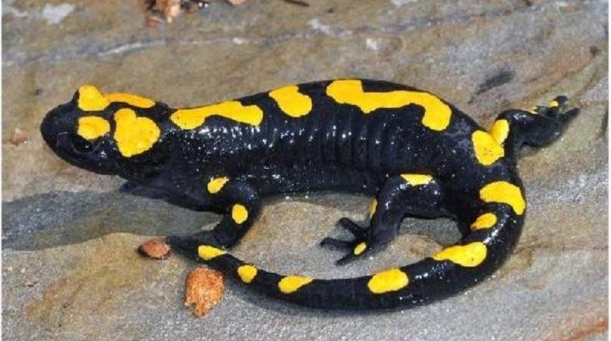 Elazığ'da Nesli Tükenmekte Olan Türk Semenderi Bulundu