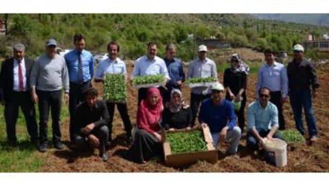 Bitlis’te Tıbbi Ve Aromatik Bitkiler Toprakla Buluştu