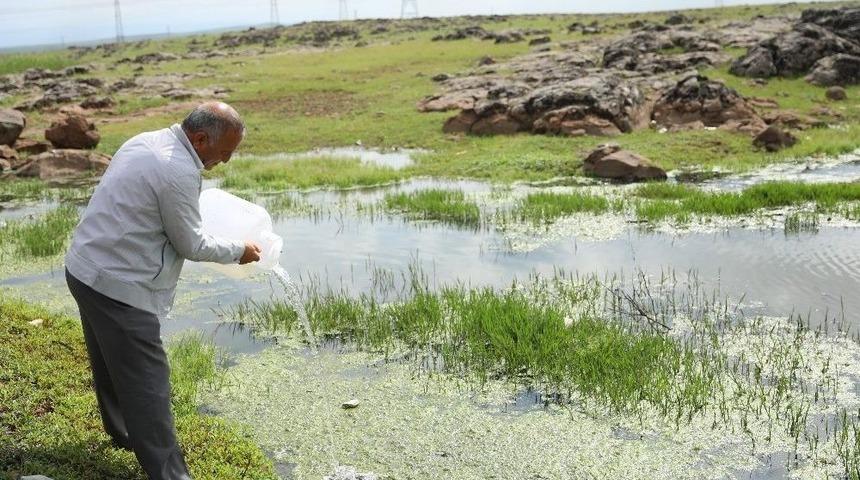 Vekt&ouml;r M&uuml;cadelesinde Gambusia Balıkları Kullanılıyor