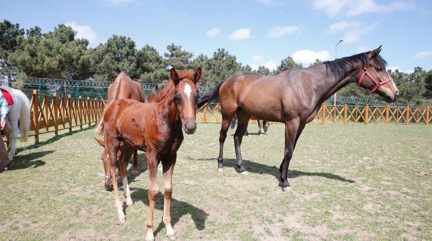 Sultangazi Belediyesi&rsquo;nden &Ccedil;ocuklara &Uuml;cretsiz At Binme İmkanı