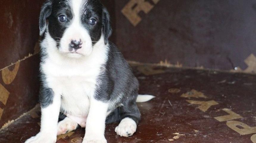 Zifte Yapışan Yavru K&ouml;peklere Yardım Eli