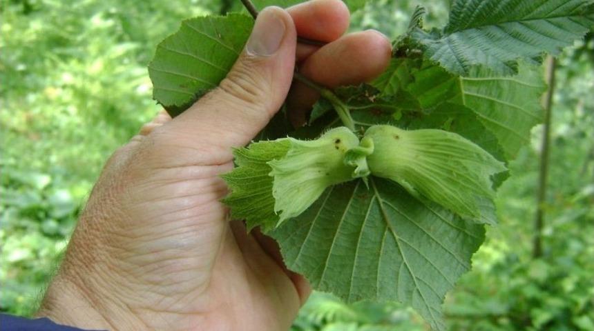 Fındık Kurdu Uyarısı