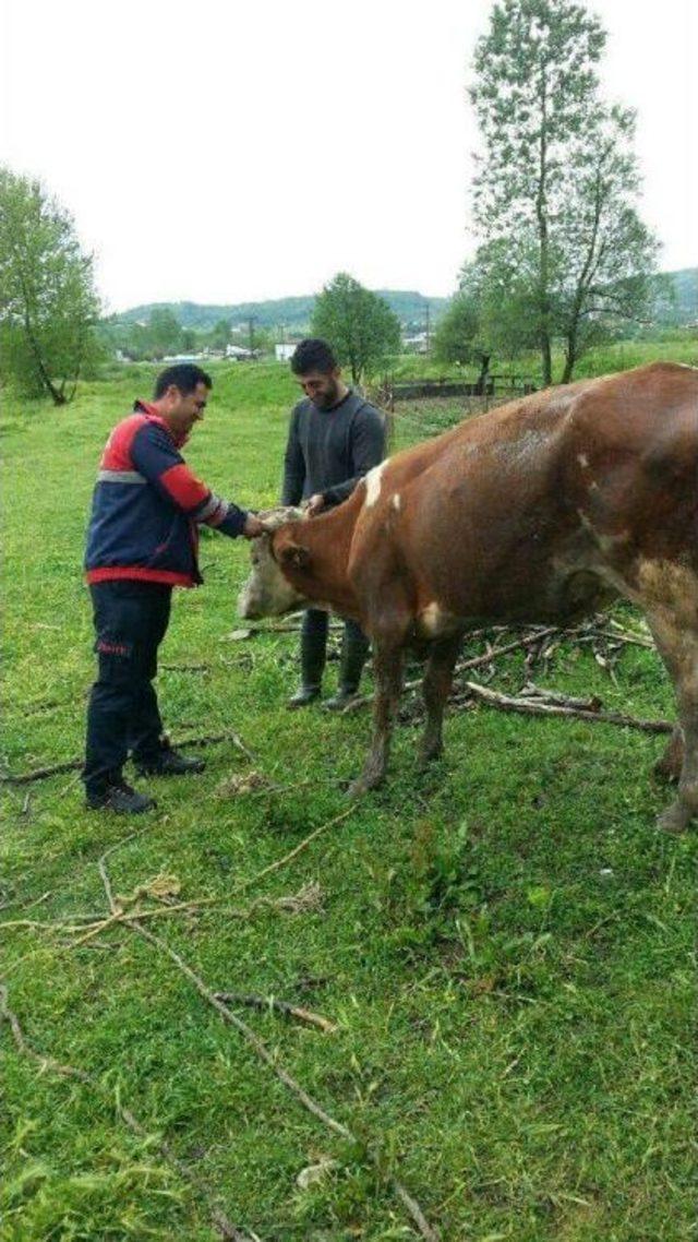 Su Kanalına Düşen Ineği Itfaiye Kurtardı