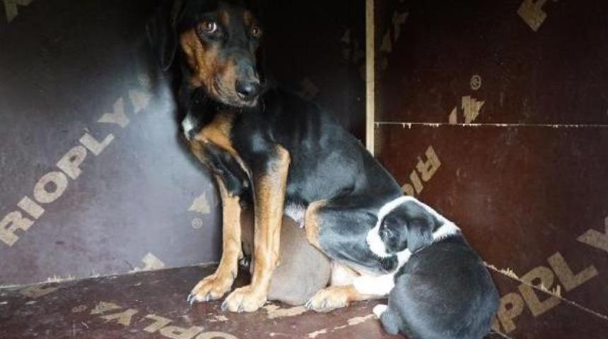 Ziftten Kurtarılan Yavru K&ouml;pekler Yeni Yuvalarını Arıyor