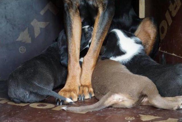 Ziftten Kurtarılan Yavru Köpekler Yeni Yuvalarını Arıyor 1