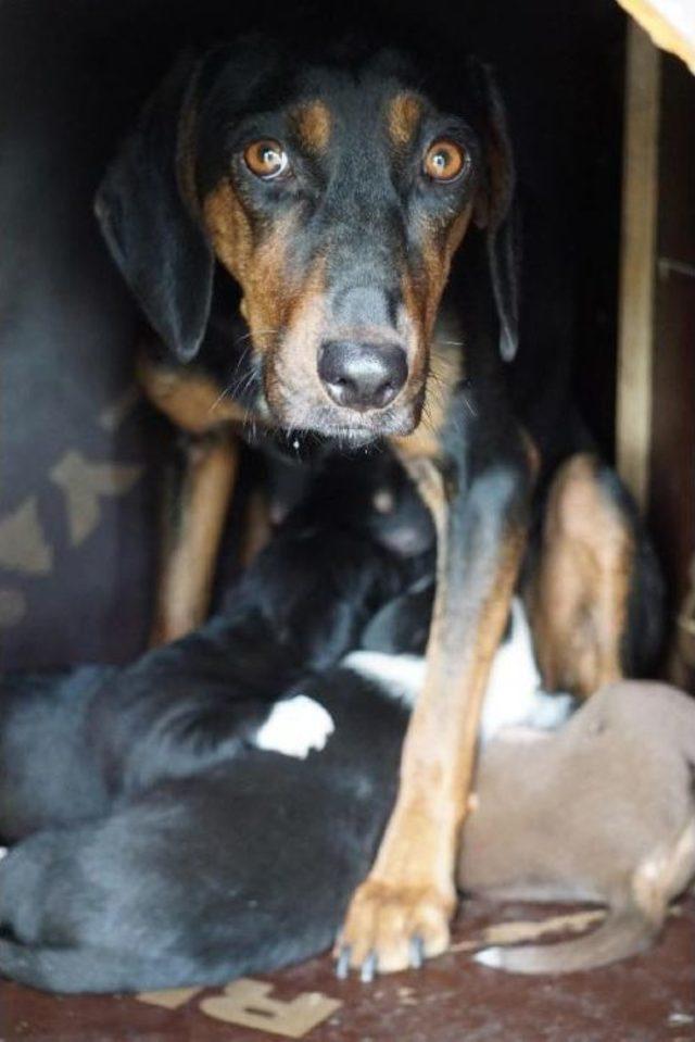 Ziftten Kurtarılan Yavru Köpekler Yeni Yuvalarını Arıyor 2