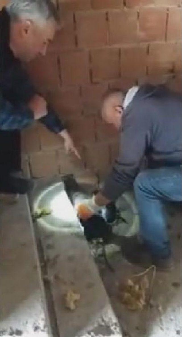 Ziftten Kurtarılan Yavru Köpekler Yeni Yuvalarını Arıyor 3