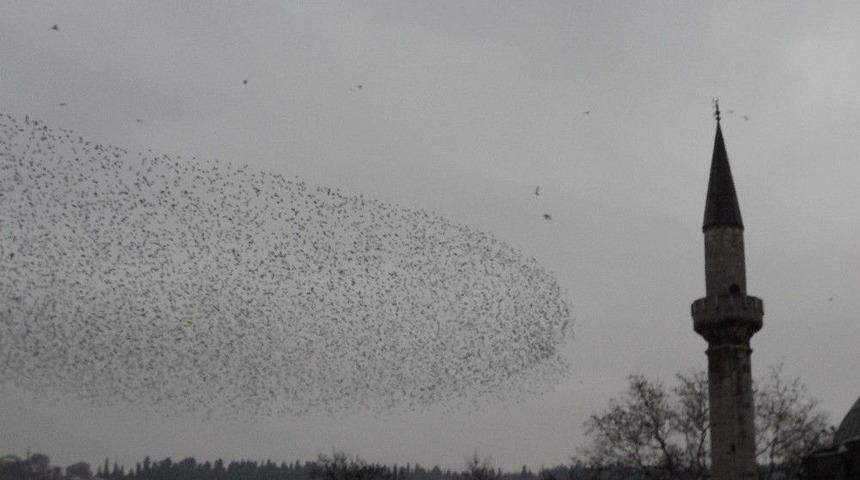 Sığırcık Kuşları Adeta Dans Etti