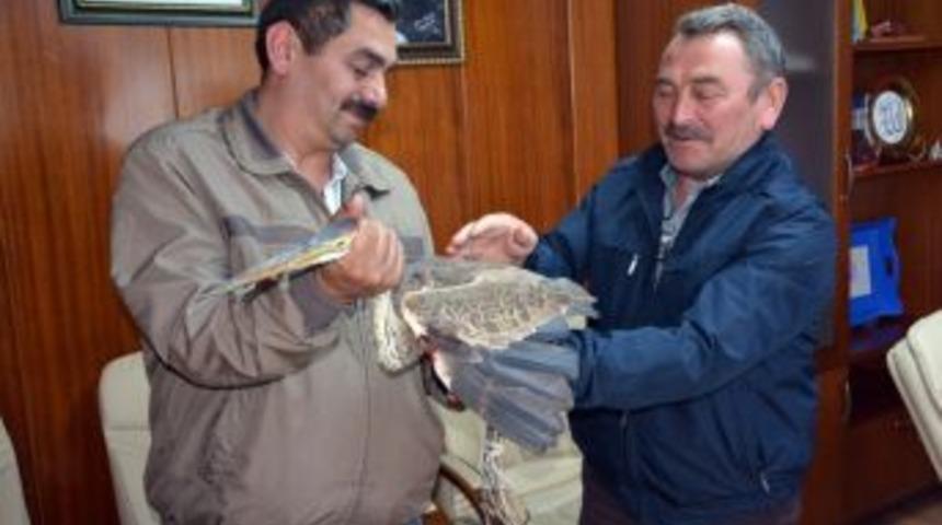 Kabad&uuml;z&rsquo;de Yaralı Balık&ccedil;ıl Kuşu Tedavi Altına Alındı
