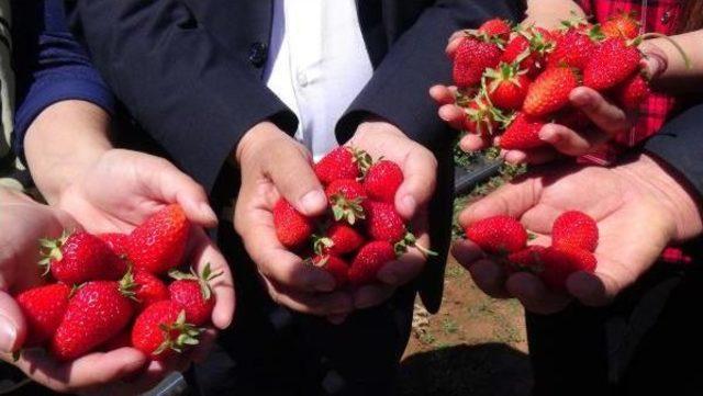 Çilekin Başkentinde Festival Heyecanı