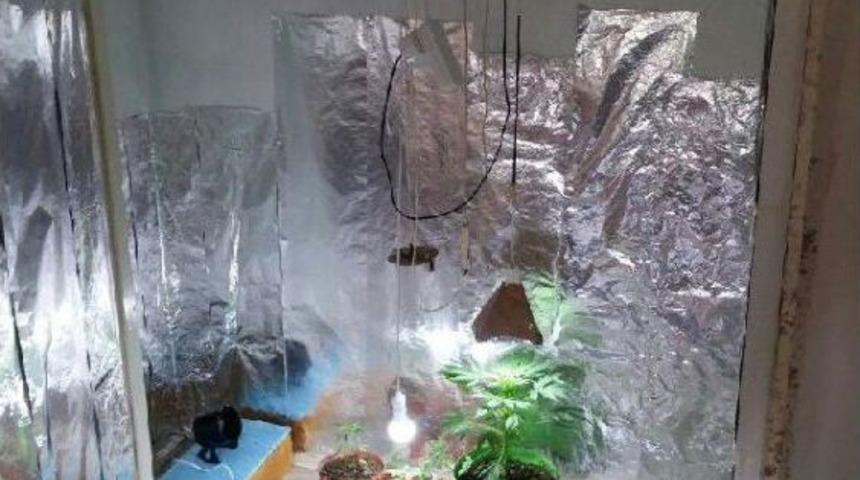 Elbise Dolabında Kenevir Serası