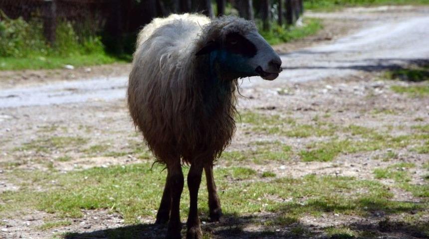 Sinop&rsquo;ta Ahıra Giren Kurt 4 Koyunu Telef Etti