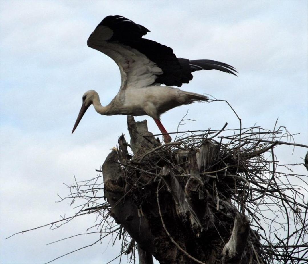 Leylek Toki&rsquo;ye Ziyaret&ccedil;i Akını