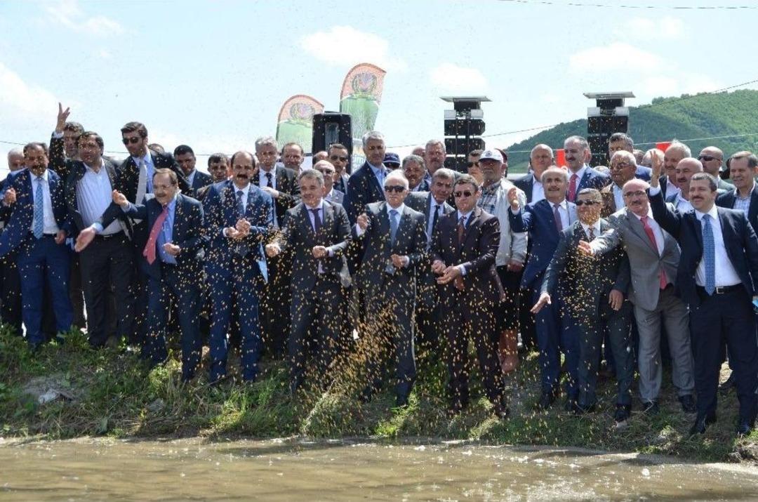 Bafra Ovası&rsquo;nda &lsquo;&ccedil;eltik Ekim G&uuml;n&uuml;&rsquo;