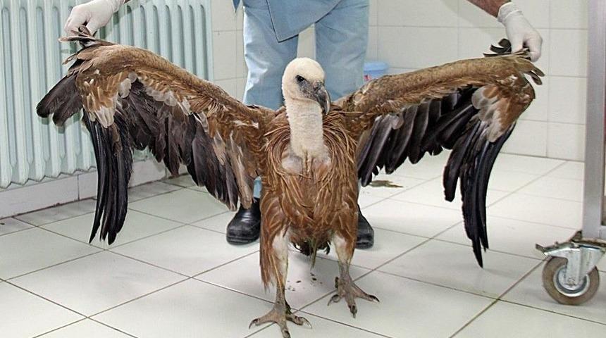 Sa&ccedil;maların Hedefi Olan Akbaba &Ouml;ld&uuml;