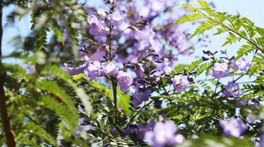 Mezitli&rsquo;de Dikilen Jakarandalar &Ccedil;i&ccedil;ek A&ccedil;maya Başladı