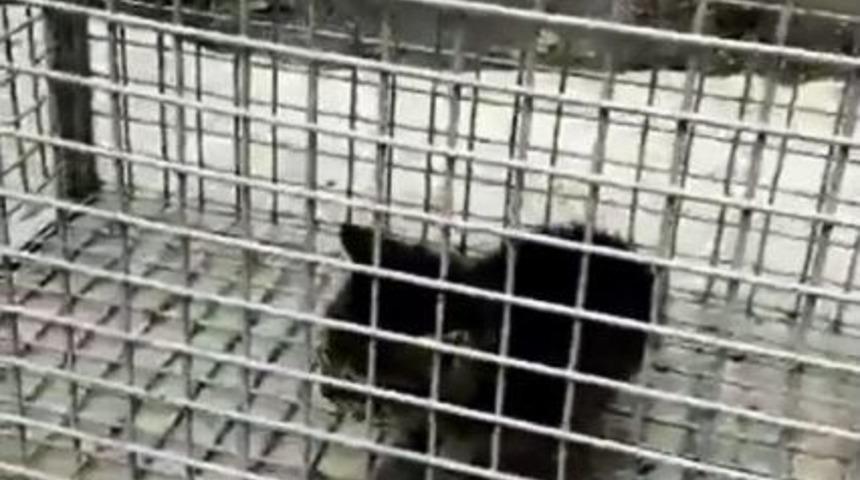 (&ouml;zel Haber) Yalova İtfaiyesi Yavru Kedi İ&ccedil;in Seferber Oldu