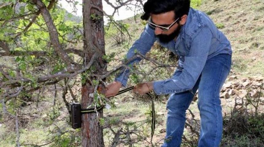 Tilkinin, Ağaca Asılı Tavuğu Alma &Ccedil;abası Fotokapanla G&ouml;r&uuml;nt&uuml;lendi
