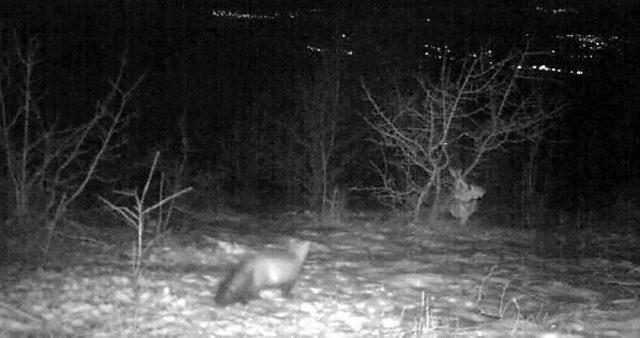 Tilkinin, Ağaca Asılı Tavuğu Alma Çabası Fotokapanla Görüntülendi