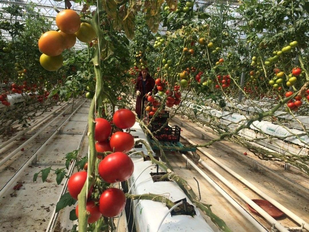 (&ouml;zel Haber) Domatesin Ateşi D&uuml;ş&uuml;yor