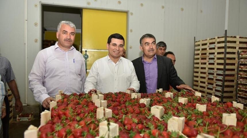 T&uuml;t&uuml;nc&uuml;, &Ccedil;ilek Ve Muz Seralarını Gezdi