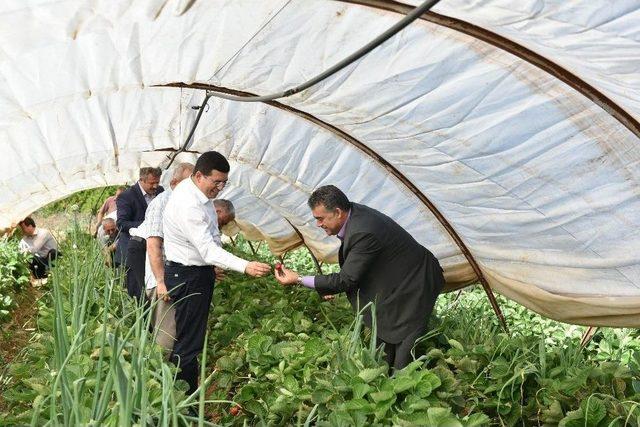 Tütüncü, Çilek Ve Muz Seralarını Gezdi