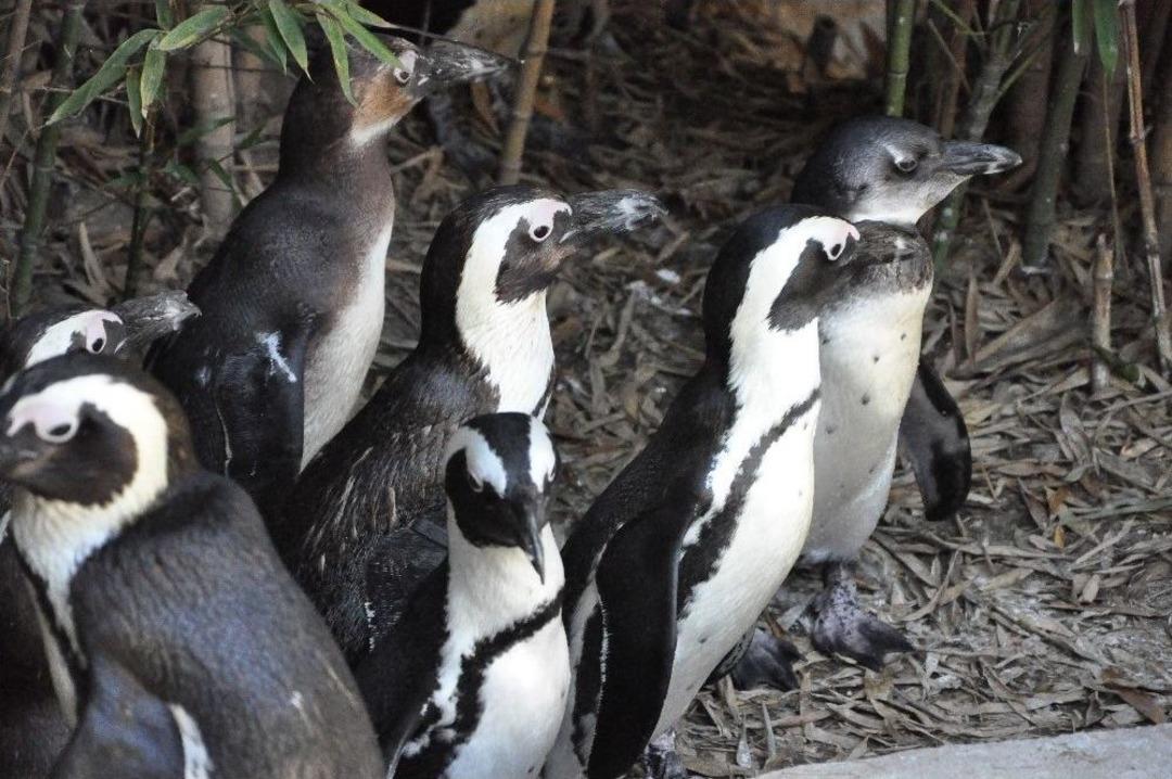 (&ouml;zel Haber) Sıcak Havayı G&ouml;renler Hayvanat Bah&ccedil;esine Akın Etti