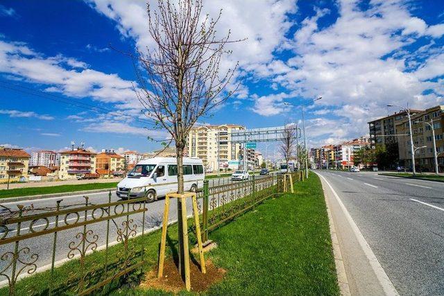 Büyükşehir Yaklaşık Bin 500 Ağaç Dikti