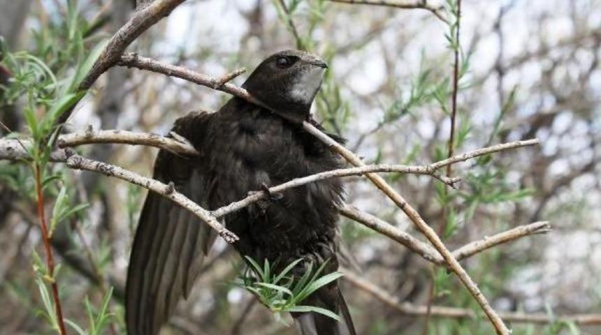Ebabil, Iğdır'da Ilk Kez Halkalandı