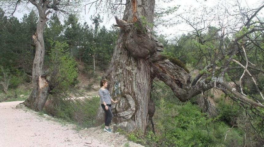 Kestane Ağa&ccedil;ları Korunmayı Bekliyor