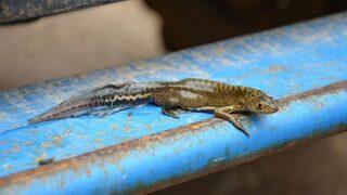 Ejderha Bulduğunu Sandı, Veteriner Gerçeği Açıkladı