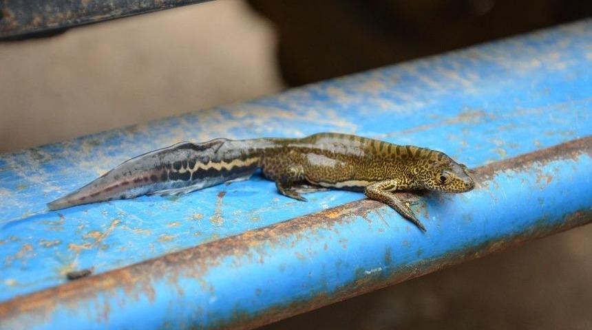 Ejderha Bulduğunu Sandı, Veteriner Gerçeği Açıkladı