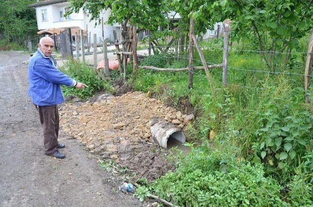 Ejderha Bulduğunu Sandı, Veteriner Gerçeği Açıkladı