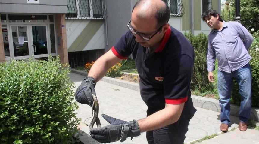 Yeşil Alana Giren Yılan İtfaiye Ekiplerini Harekete Ge&ccedil;irdi