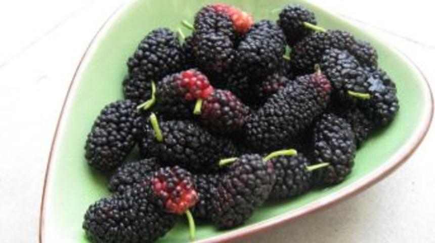 &Ccedil;alşimşek, Karadutun Faydaları Hakkında Bilgi Verdi