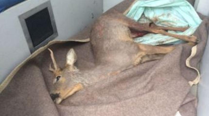 K&ouml;ye İnen Yavru Geyik K&ouml;pekler Tarafından &Ouml;ld&uuml;r&uuml;ld&uuml;