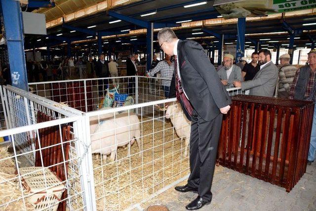 &Ccedil;obanlar Karacabey&rsquo;de Buluştu 2