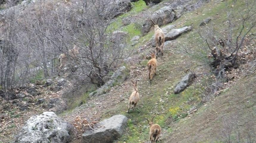 (cumartesi Ge&ccedil;ilecek) Yaban Ke&ccedil;ileri S&uuml;r&uuml; Halinde G&ouml;r&uuml;nt&uuml;lendi