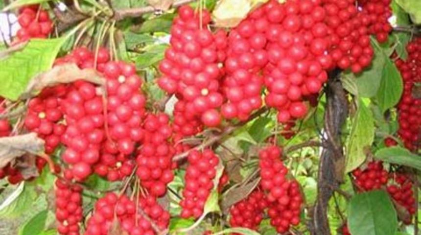 Cinsel Sorunlar İ&ccedil;in Schisandra &Ccedil;ileği