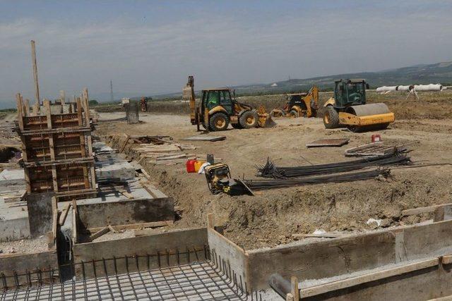 Akhisar Zeytinde Uzmanlaştı 1